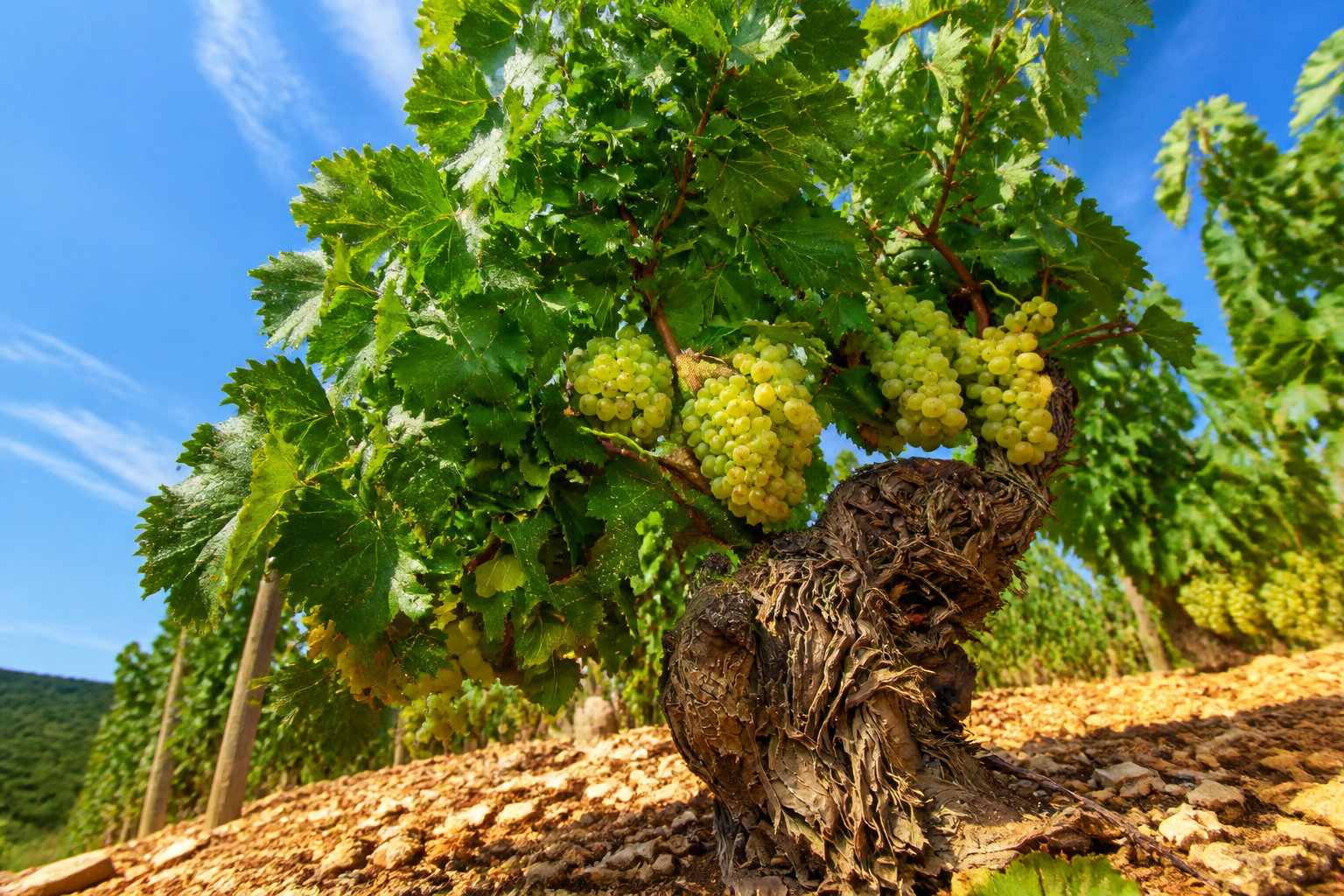 Tes poumons et tes vignes face au cagnard