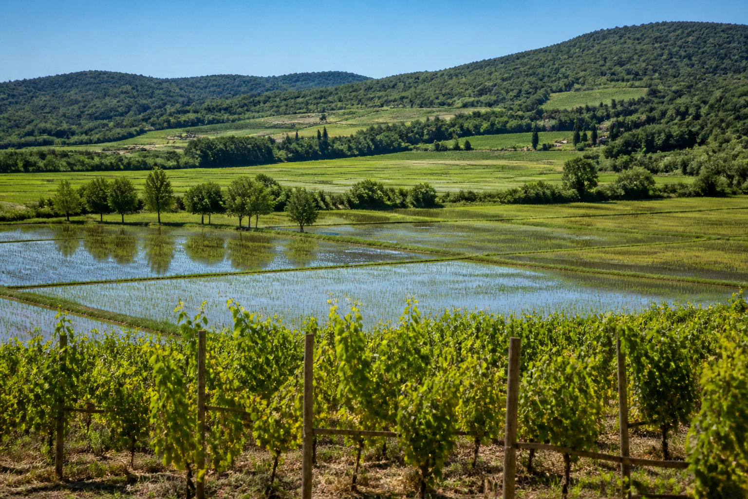 Les délices locaux entre vignes et rizières