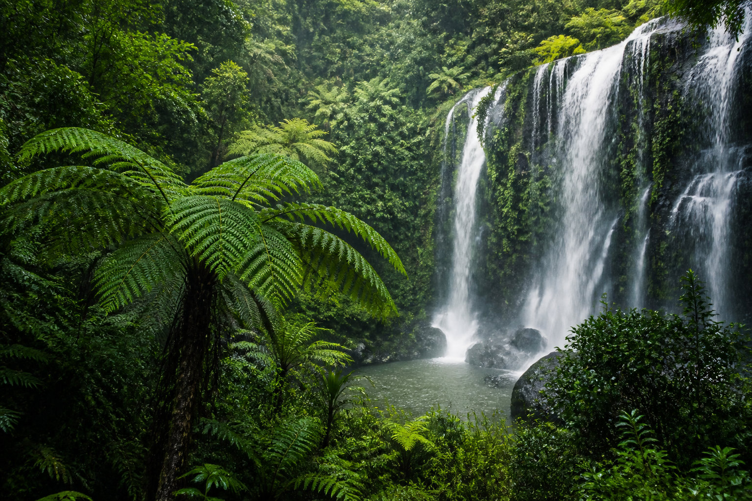 La nature sauvage entre jungle et lumières magiques